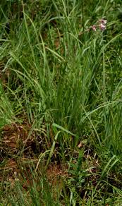 Image result for Gladiolus zimbabweensis