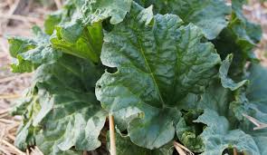 Ein traum würde wahr, stünden die schönen das ganze jahr über am tisch. Rhabarber Im Garten Kati Ist Draussen