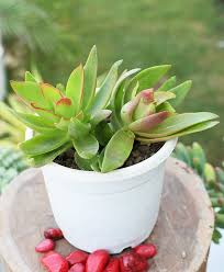 The plant should be given minimal moisture during the. Crassula Capitella Campfire