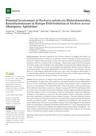 Image result for Buchnera nigricans