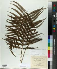 Image result for Pseudocyclosorus