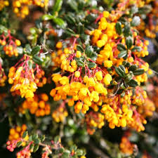 Image result for Berberis darwinii