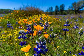 Hours may change under current circumstances Slo County Ca Wildflowers Bloom At Hwy 58 Shell Creek Road San Luis Obispo Tribune