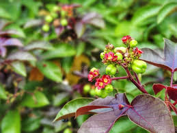 Image result for Jatropha curcas