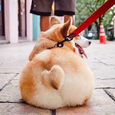 10 Lightroom Mobile Presets Happy Dogs Pet Instagram Filters Animal Photography Kit For Cute Family Pictures Bright Color For Pet Blogger In 2020 Corgi Dog Cute Corgi Happy Dogs