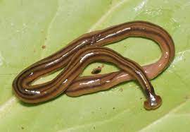 Once the hammerhead worms start eating, things become even more disturbing. Giant Flatworms Invaded France And Ran Amok For 2 Decades Before Scientists Realized It Scientific American Blog Network