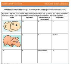Monohybrids and the punnett square guinea pigs. 29 Amoeba Sisters Handouts Ideas Handouts Kindergarten Worksheets Sight Words Biology Worksheet