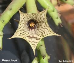 Image result for Aspidoglossum interruptum