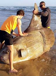 Temukan informasi mengenai jenis dan nama hewan laut baik dalam bahasa inggris dan juga nama ilmiahnya serta penjelasanya dari setiap hewan. Ikan Aneh Ditemukan Di Pantai Australia Mirip Kayu Bermata Melotot Global Liputan6 Com