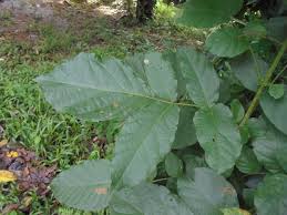 Image result for Fernandoa