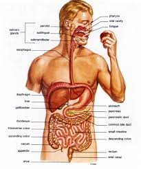 Avcs 7th Grade Science Digestive System Hamilton Patnode Flashcards Quizlet