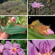 Image result for Warneckea cordiformis