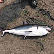 Tell us what you think! Salmon Shark Length