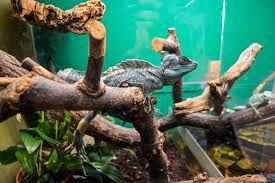 Exotic pet birds inc, ny we ship. Exotic Animals Help Topics Bc Spca