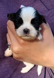 Handsome Tommy Was The Runt Of The Litter Photo By Laura Vlahovich Puppies Puppy Photos Shih Tzu
