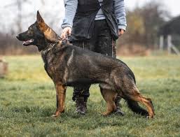 We did not find results for: What You Need To Know Before Getting A Czech German Shepherd K9 Web
