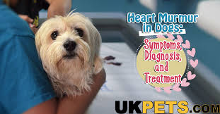 The course of treatment will be determined based on the associated clinical signs. Heart Murmur In Dogs Symptoms Diagnosis Treatment Uk Pets