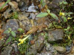 Image result for Impatiens kivuensis