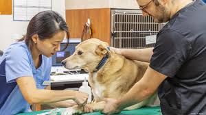 Maybe you would like to learn more about one of these? Petsmart Mililani Unveils In Store Veterinary Clinic A Hawaii First Pacific Business News