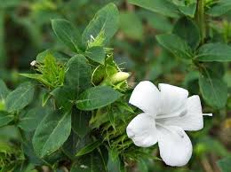 Image result for Barleria elegans
