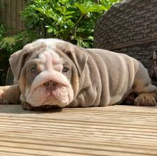 Extremely loyal to his family, the english bulldog typically gets on agreeably with. Trusted Puppy Breeders Listing Platform Puppiesvilla