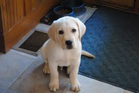 Handsome, fun, sweet and an see our current labrador puppies for sale here. Lab Dogs For Sale Mn Peepsburgh