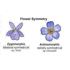 Maybe you would like to learn more about one of these? Flower Shapes Terminology Lizzie Harper