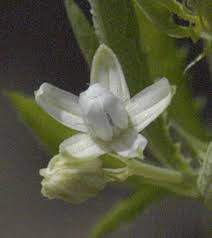 Image result for Basananthe apetala