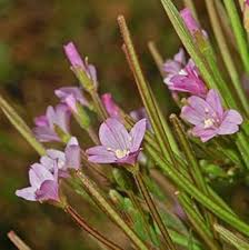 Image result for Eriosema parviflorum