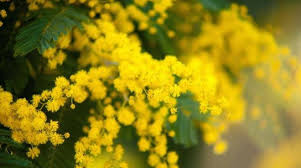 Uomini, oltre alle mimose portate anche il rispetto, poche parole ma decisamente d'impatto. Sanremo Festa Della Donna Gli Auguri Del Sindaco Biancheri Riviera24