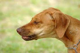My Pet Is Sneezing And Snorting What S Going On