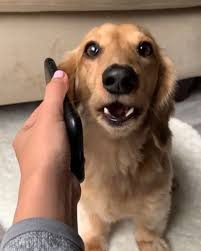 When You Re A Full Grown Man And Your Mom Still Calls To Make Sure You Made Your Vet Appointment Follow Wi Nature Animals Wildlife Nature Animals