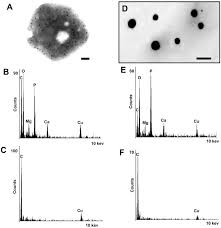 Check spelling or type a new query. Acidocalcisomes Are Functionally Linked To The Contractile Vacuole Of Dictyostelium Discoideum Journal Of Biological Chemistry
