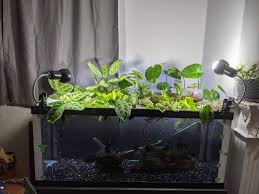 They have received little attention and no supplemetal water for the past year after she had at heart attack. Why I M Not Seing Monster Aquaponics Setups In English Communities Is By Googlefoo Bad Xd Monsterfishkeepers Com