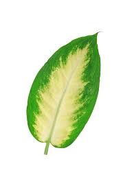 Beautiful Dieffenbachia Leaf Isolated On White Background Spon Leaf Dieffenbachia Beautiful Background White Ad Leaves Beautiful Photo Image