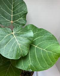 Image result for Ficus abutilifolia