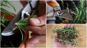 Image result for rosemary pruning