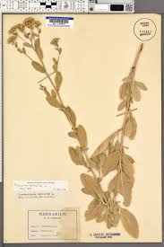 Image result for Tanacetum balsamita