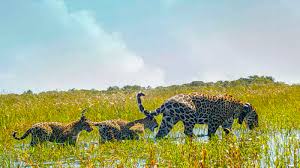 Para los aztecas era el animal asociado a la deidad tezcatlipoca. Rewilding Sees Jaguars Return To Argentina S Wetlands