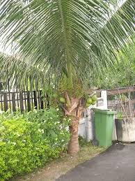 The use of the word dwarf here does not refer recognition of the malayan dwarf's resistance to lethal yellowing was in 1956 at round hill. Don T Let The Word Dwarf Fool You When It Comes To Coconut Trees There S Nothing Dwarf About The Malayan Dwarf Coconut Palm Tree Backyard Trees Coconut Tree