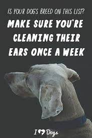 Is Your Dog S Breed On This List Make Sure You Re Cleaning Their Ears Once A Week Dog Breeds Your Dog Dog Ear Wash