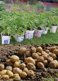 Grow Potatoes In Containers Bags 8 Best Secrets A Piece Of Rainbow