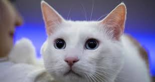 Ruyada Kedi Gormek Nedir Ruyada Kara Ve Beyaz Kedi Gormek Evde Kedi Isirmasi Tabiri Son Dakika Haberler
