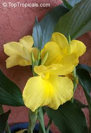 Image result for Siphonochilus