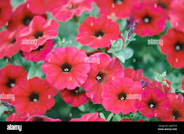 Image result for Petunia axillaris