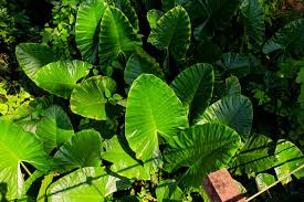 Although lime green perennials (and annuals) are bold, the color is surprisingly versatile and pairs well with plants of nearly every color under the sun. 25 Best Full Sun Perennials Plants Flowers For Sunny Gardens