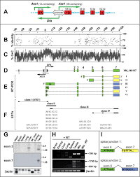 D & q pest control, inc. Mouse Dfa Is A Repressor Of Tata Box Promoters And Interacts With The Abt1 Activator Of Basal Transcription Journal Of Biological Chemistry