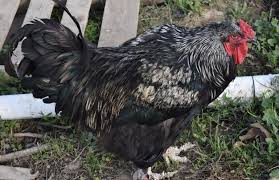 Rooster crowing compilation | roosters and their behaviour in natural habitat. Ventura County Limits Roosters To Deter Cockfighting Limit Disease