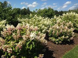 Angustipetala 'golden crane' is a very unusual small evergreen shrub. Hydrangea Hydrangea North Shore Plant Club