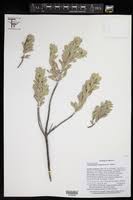 Image result for Jamesbrittenia burkeana